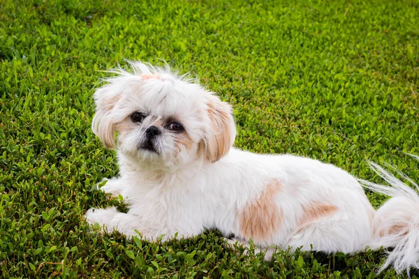 Zabawny Pies Rasy Shitzu Leży Trawie Patrzy Kamerę Zwierzęta Domowe — Zdjęcie stockowe