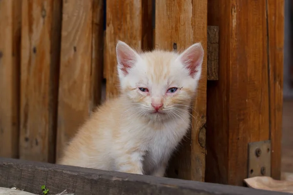 Small ginger kitten with sore eyes. Conjunctivitis in pets. Treatment and diseases of animals. Close-up. On a brown background.