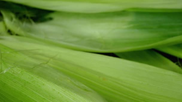 Ripe sweet corn cob for subsequent preparation corn dishes. Health vegetarian or vegan food. Summer healthy vegetables with vitamins. Close-up. — Stock Video