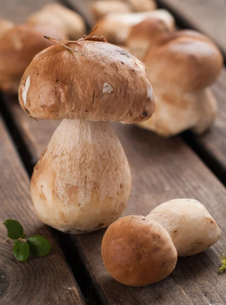 Boletus de setas — Foto de Stock