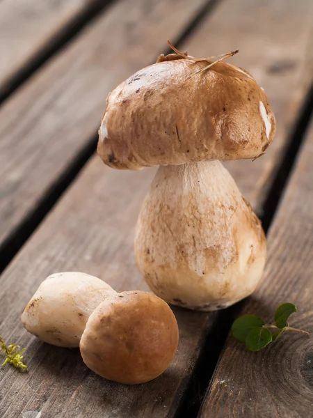 Boletus de setas — Foto de Stock