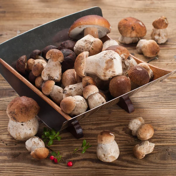 Boletus — Foto de Stock