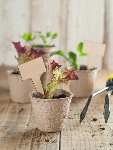 Plántulas vegetales —  Fotos de Stock