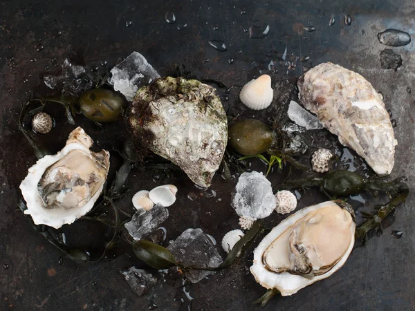 Delicious fresh oysters — Stock Photo, Image