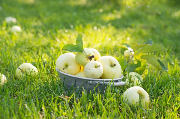 Pommes fraîches mûres — Photo