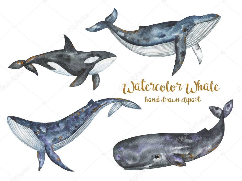Watercolor whales clipart, Sea and ocean underwater animals set, killer whale, sperm whale, blue whale, humpback whale hand drawn illustration