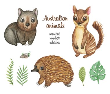Avustralyalı hayvanlar suluboya, Numbat, Wombat, Echidna sanatı, tropikal yapraklar, el yapımı şirin hayvanlar izole edilmiş, çizgi film hayvanları sanatı