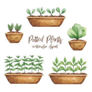 Bahar bahçıvanı suluboya, filizlenme, saksı seti, saksı bitkileri beyaz arka planda el çizimi suluboya