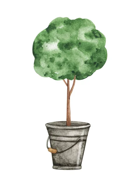Akwarela Drzewo Sadzonki Metalowym Wiadrze Izolowane Ręcznie Rysowane Ilustracja Białym — Zdjęcie stockowe