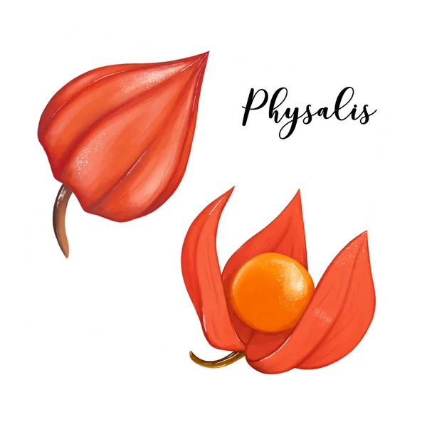 Physalis Clipart Aquarel Herfstplanten Set Met Hand Getekend Illustratie Fysalis — Stockfoto