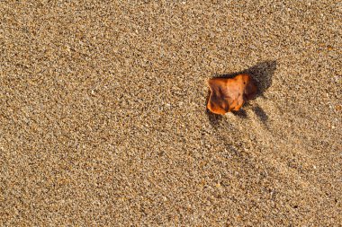 a pebble on the sea sand