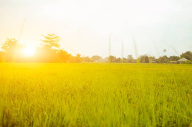 Kırsaldaki pirinç tarlalarında güzel gün batımları.