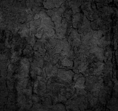 Eski siyah ağaç kabuğu arka planda çatlaklar, eski ağaç kabuğunun dokusu yazları güzel kabuğu olan yaşlı ağaçların doğal güzelliğini yapar..