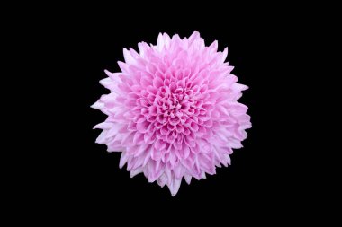 Siyah arkaplanda izole edilmiş pembe çiçek