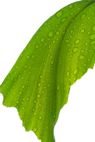 Zöld Pálma Levelek Fehér Háttér — Stock Fotó