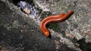Çiftleşme mevsiminde çimento duvarında kırkayak çiftleşmesi