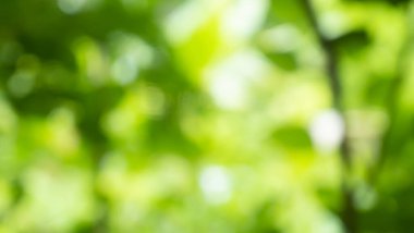 Bahar bokeh doğası soyut arkaplan. Yeşil yapraklar bulanık, ilkbaharda veya yaz mevsiminde güzel, ağaçtan bulanıklaşacak yaprakların odak noktasını seçen yeşil bokehlerdir..