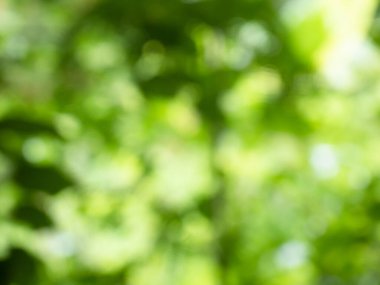 Bahar bokeh doğası soyut arkaplan. Yeşil yapraklar bulanık, ilkbaharda veya yaz mevsiminde güzel, ağaçtan bulanıklaşacak yaprakların odak noktasını seçen yeşil bokehlerdir..