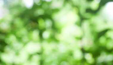Bahar bokeh doğası soyut arkaplan. Yeşil yapraklar bulanık, ilkbaharda veya yaz mevsiminde güzel, ağaçtan bulanıklaşacak yaprakların odak noktasını seçen yeşil bokehlerdir..