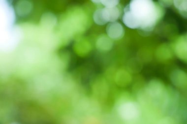 Bahar bokeh doğası soyut arkaplan. Yeşil yapraklar bulanık, ilkbaharda veya yaz mevsiminde güzel, ağaçtan bulanıklaşacak yaprakların odak noktasını seçen yeşil bokehlerdir..
