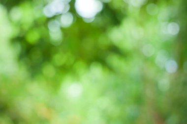 Bahar bokeh doğası soyut arkaplan. Yeşil yapraklar bulanık, ilkbaharda veya yaz mevsiminde güzel, ağaçtan bulanıklaşacak yaprakların odak noktasını seçen yeşil bokehlerdir..