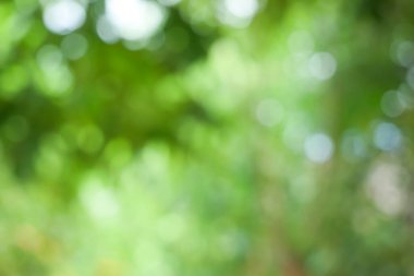 Bahar bokeh doğası soyut arkaplan. Yeşil yapraklar bulanık, ilkbaharda veya yaz mevsiminde güzel, ağaçtan bulanıklaşacak yaprakların odak noktasını seçen yeşil bokehlerdir..