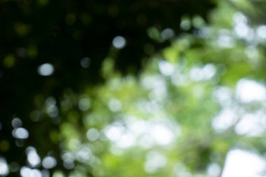 Bahar bokeh doğası soyut arkaplan. Yeşil yapraklar bulanık, ilkbaharda veya yaz mevsiminde güzel, ağaçtan bulanıklaşacak yaprakların odak noktasını seçen yeşil bokehlerdir..