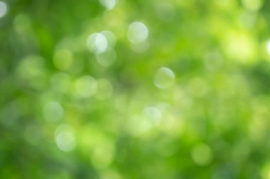 Ağaçtaki yeşil yapraklardan Bokeh arkaplanı. Yeşil açık yeşil ve bulanık sarı. Bu fotoğraf yazın, yeşille çekilmiş. Görüntüyü serin ve gözlere iyi gelir.