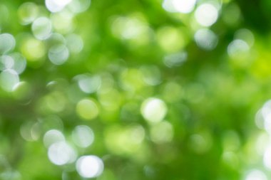 Ağaçtaki yeşil yapraklardan Bokeh arkaplanı. Yeşil açık yeşil ve bulanık sarı. Bu fotoğraf yazın, yeşille çekilmiş. Görüntüyü serin ve gözlere iyi gelir.