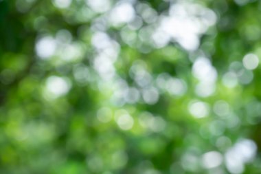 Ağaçtaki yeşil yapraklardan Bokeh arkaplanı. Yeşil açık yeşil ve bulanık sarı. Bu fotoğraf yazın, yeşille çekilmiş. Görüntüyü serin ve gözlere iyi gelir.