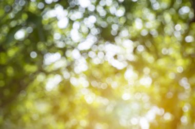 Güneşli bir günde çiçek açan ağaçlarla bahçenin bokeh arka planının çözülmüş hali.