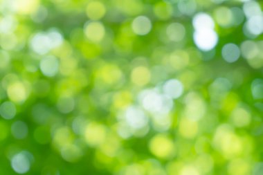 Bahar bokeh doğası soyut arkaplan. Yeşil yapraklar bulanık, ilkbaharda veya yaz mevsiminde güzel, ağaçtan bulanıklaşacak yaprakların odak noktasını seçen yeşil bokehlerdir..