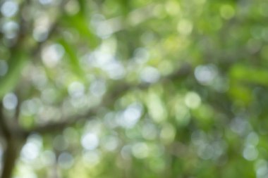 Bahar bokeh doğası soyut arkaplan. Yeşil yapraklar bulanık, ilkbaharda veya yaz mevsiminde güzel, ağaçtan bulanıklaşacak yaprakların odak noktasını seçen yeşil bokehlerdir..