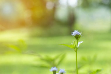 Küçük mavi ve beyaz çiçekler. Fişekli Makro fotoğraf. Asya 'da yaygın bir çiçektir..