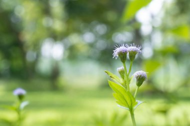 Asya 'ya özgü küçük mavi ve beyaz çiçekler..