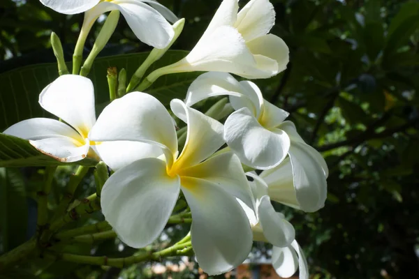 Bílá Plumeria Krásné Květiny Stromě — Stock fotografie