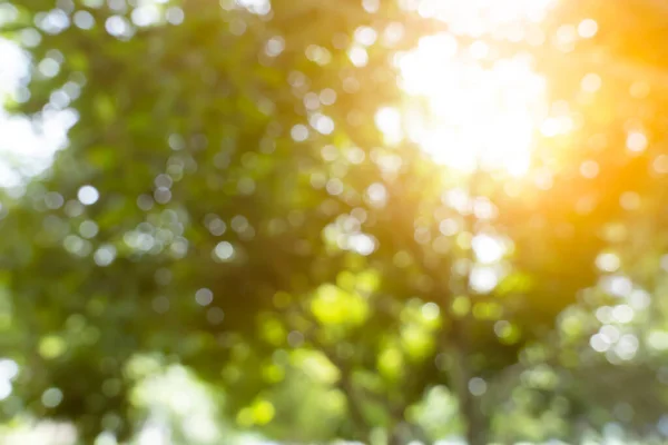 Defocused Bokeh Achtergrond Van Tuin Met Bloeiende Bomen Zonnige Dag Rechtenvrije Stockfoto's