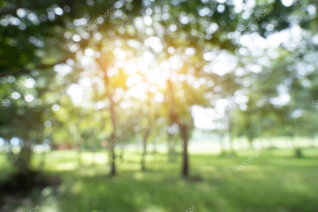 defocused bokeh background of garden with blossoming trees in sunny day, backdrop