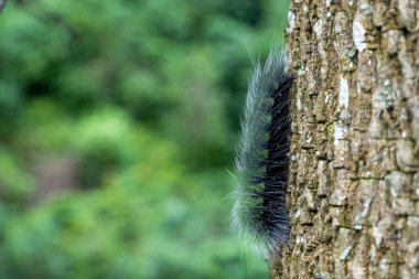 Close up hairy caterpillars on tree