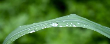 Rain drops on leaf close up