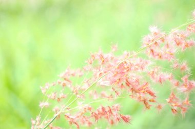 grass flower field in soft focus   pink green pastel background with sunlight