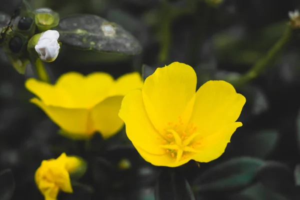 Beautiful Yellow Flowers Oenothera Biennis — Stok fotoğraf