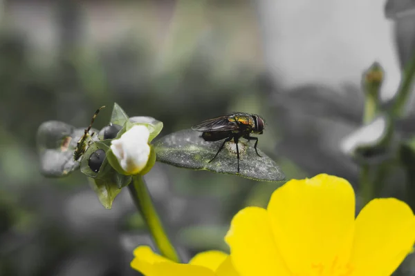 Fly Flower Thailand — Stock Photo, Image