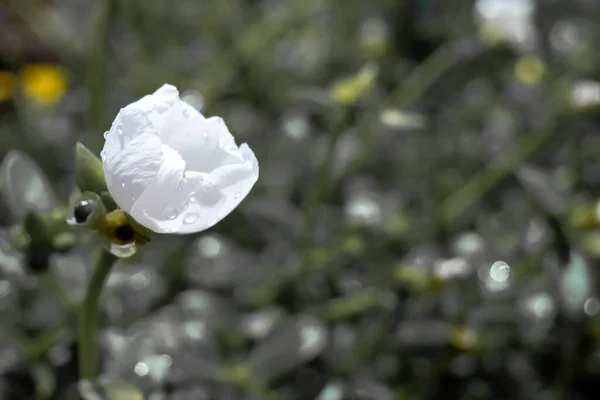 Small White Flower Planted Hill Planted Various Houses Tourists — Fotografia de Stock