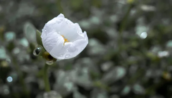 Small White Flower Planted Hill Planted Various Houses Tourists — Fotografia de Stock