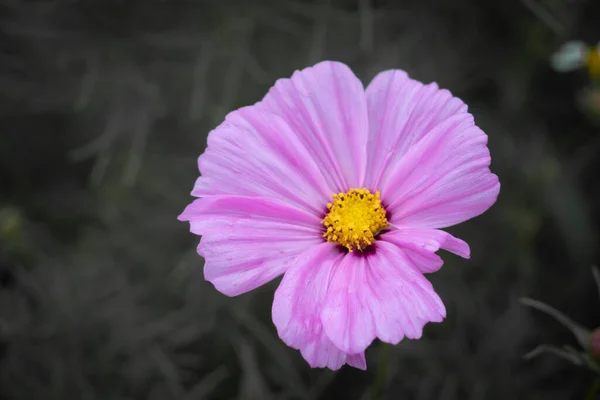 Mjuk Och Välj Focus Ett Färgstarkt Fält Cosmos Flower Planteras — Stockfoto