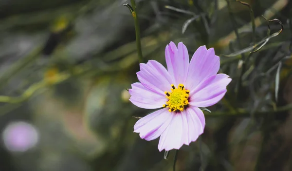 Soft Select Focus Colorful Field Cosmos Flower Planted Visitors Visit — Stock Photo, Image