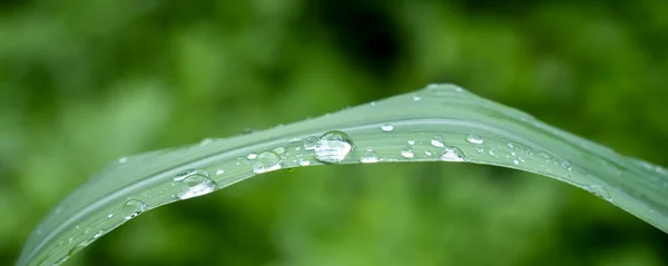 Rain Drops Leaf Close — Stock Fotó