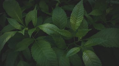 koyu yeşil yapraklar arkaplan soyut yeşil doku, doğa arkaplan, tropikal yapraklar
