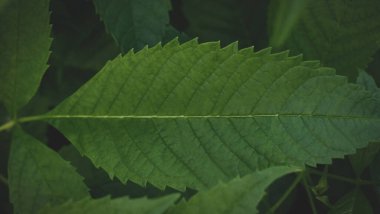 koyu yeşil yapraklar arkaplan soyut yeşil doku, doğa arkaplan, tropikal yapraklar